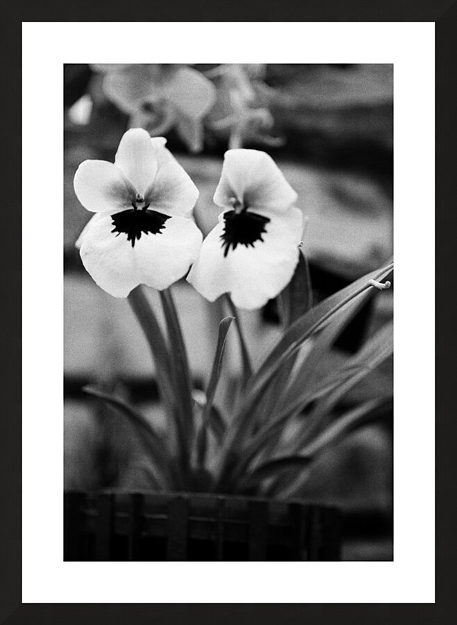 Black  White Floral Series - Double Trouble Picture Frame print