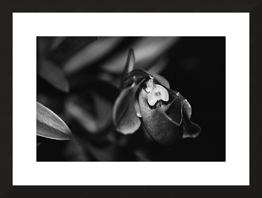 Black  White Floral Series 6 Impression et Cadre photo