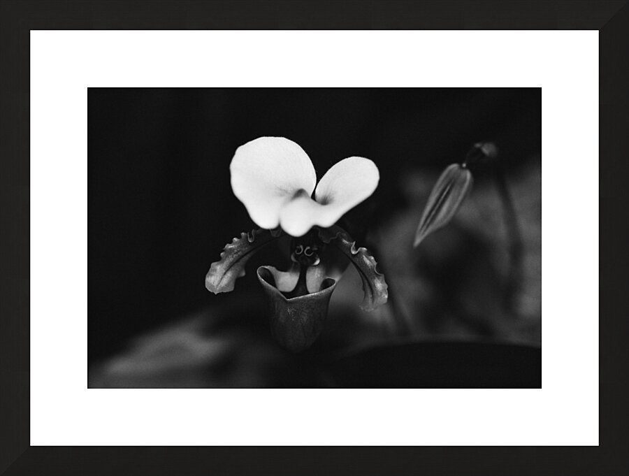 Black  White Floral Series 10 Picture Frame print