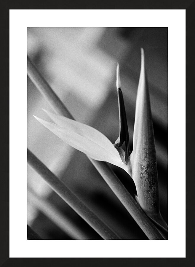 Black  White Bird of Paradise  Picture Frame print