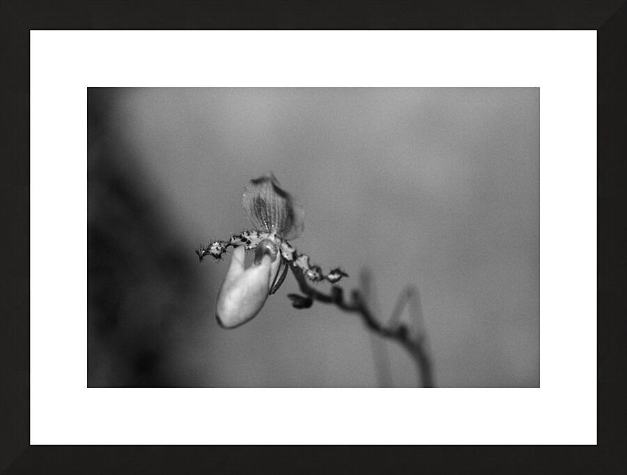 Black  White Floral Series 7 Impression et Cadre photo