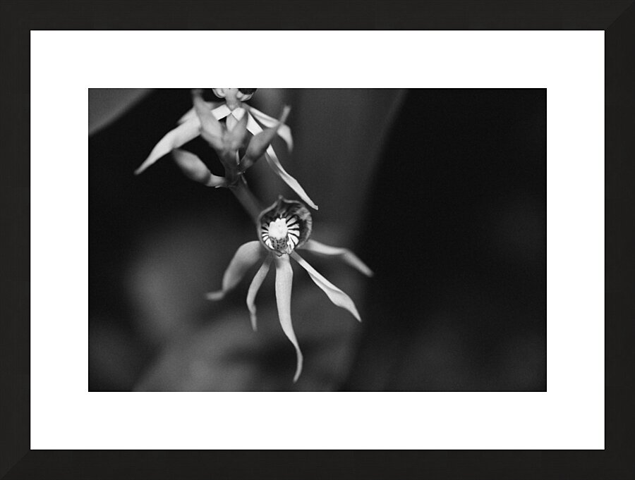 Black  White Floral Series 11 Picture Frame print