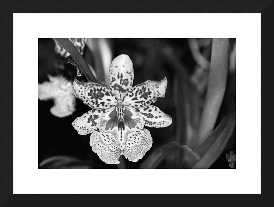 Black  White Floral Series 8 Picture Frame print