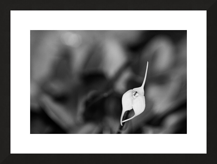 Black  White Floral Series 13 Picture Frame print
