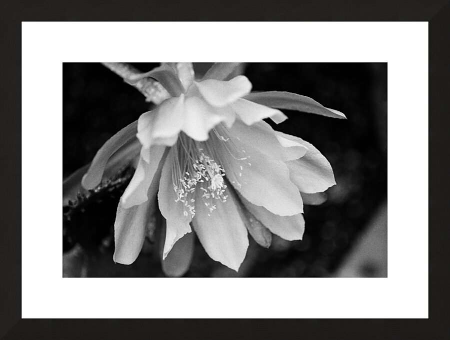 Black and White Peony Burst Picture Frame print