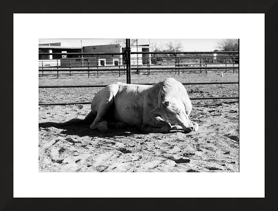 Magnificent Horse Pose 3 Impression et Cadre photo