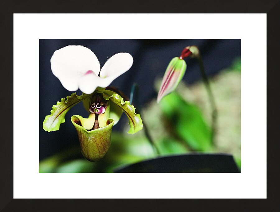Green Orchid Picture Frame print
