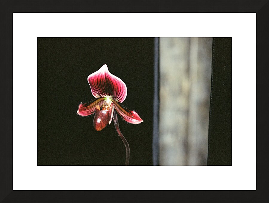 Red Orchid 2 Picture Frame print