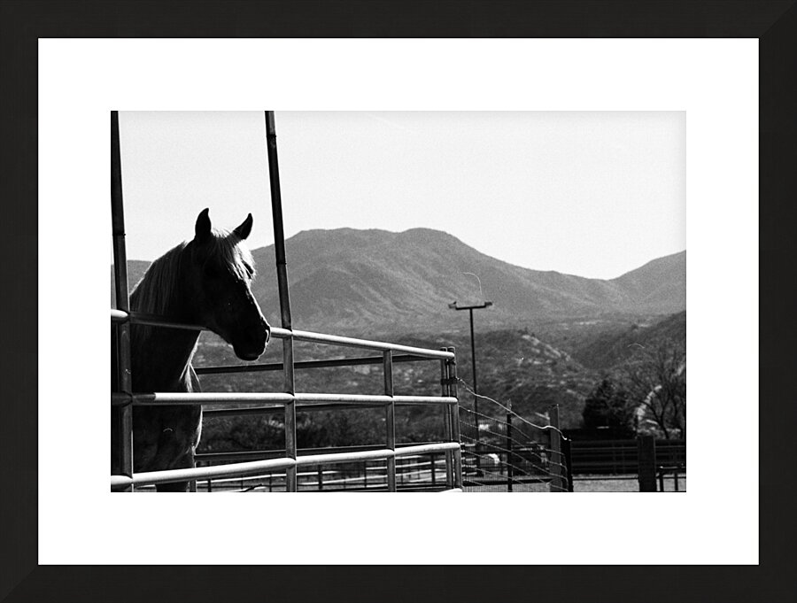Horse amidst the mountains Picture Frame print