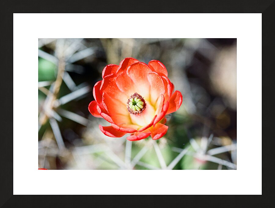 Red Cacti 2 Picture Frame print