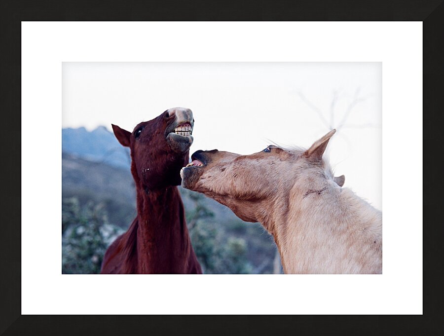 Horse Sparring 2 Impression et Cadre photo