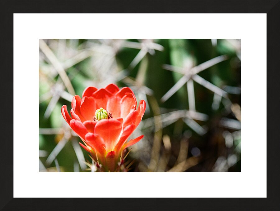Red Cacti 3 Picture Frame print