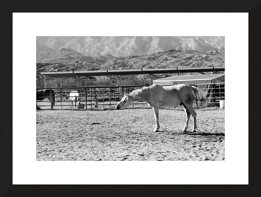 Horse Stretch Picture Frame print