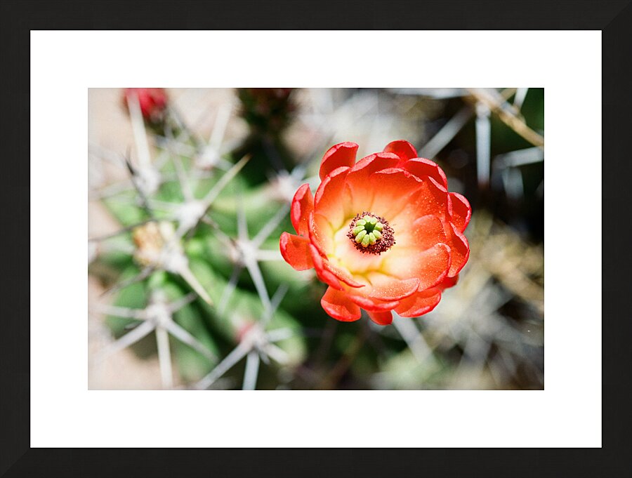 Red Cacti 5 Picture Frame print