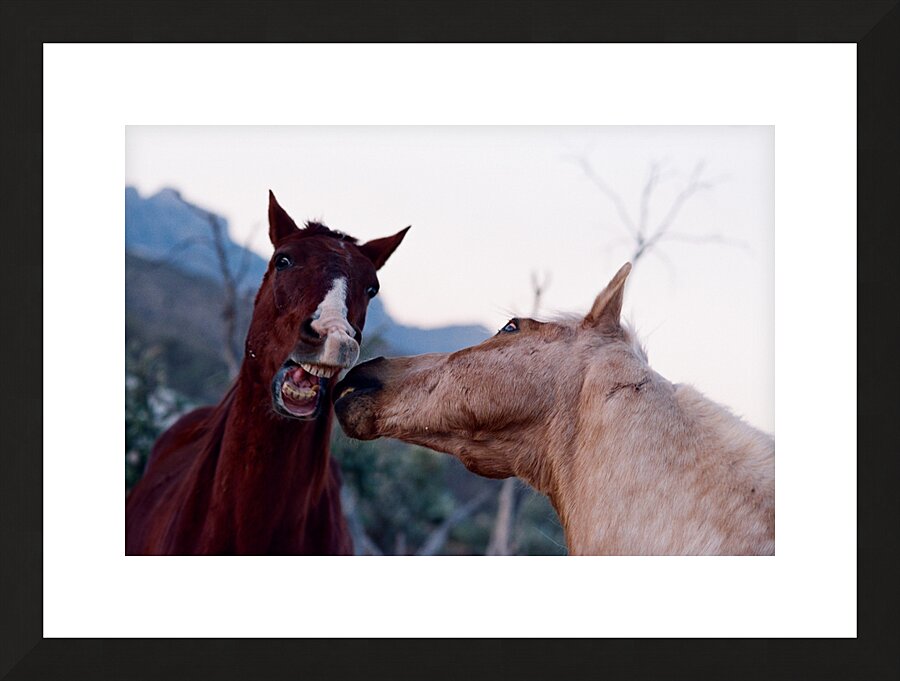 Horses Sparring Picture Frame print