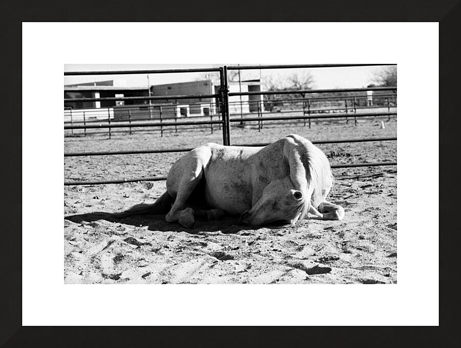 Magnificent Horse Pose 2 Picture Frame print