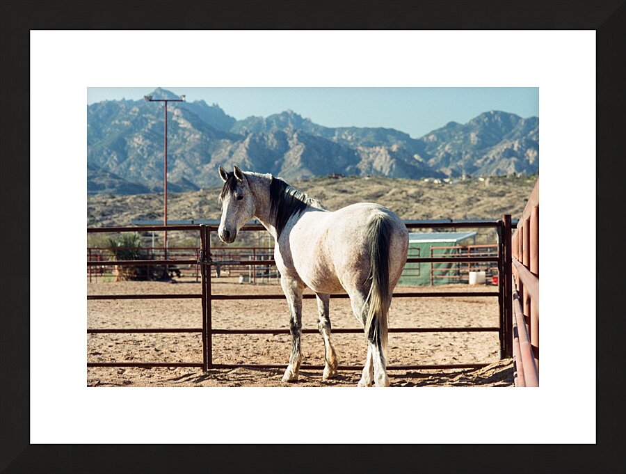 Horse and Mountains Picture Frame print