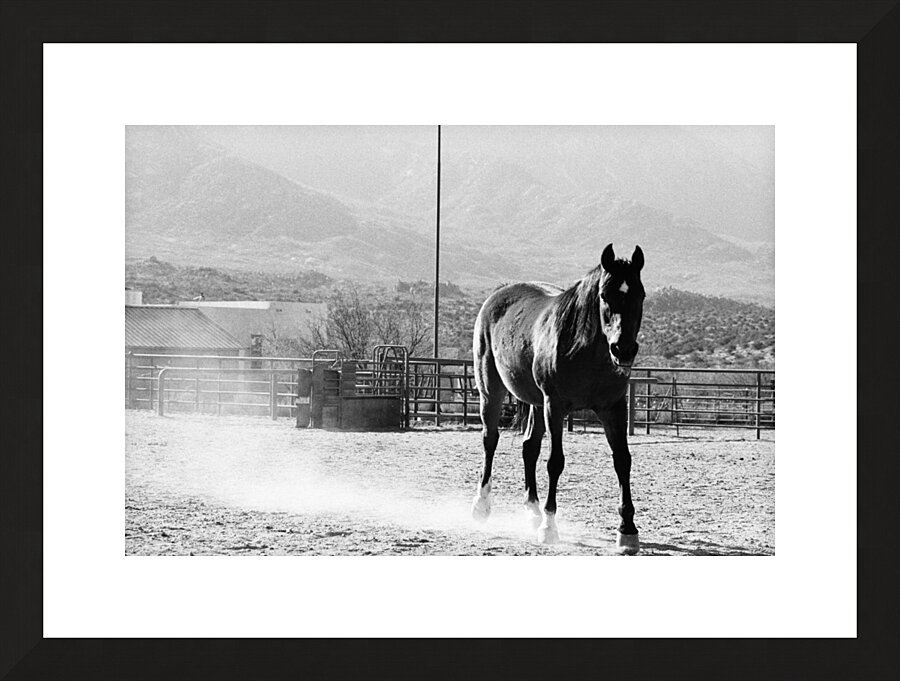 Black Horse Dust Picture Frame print