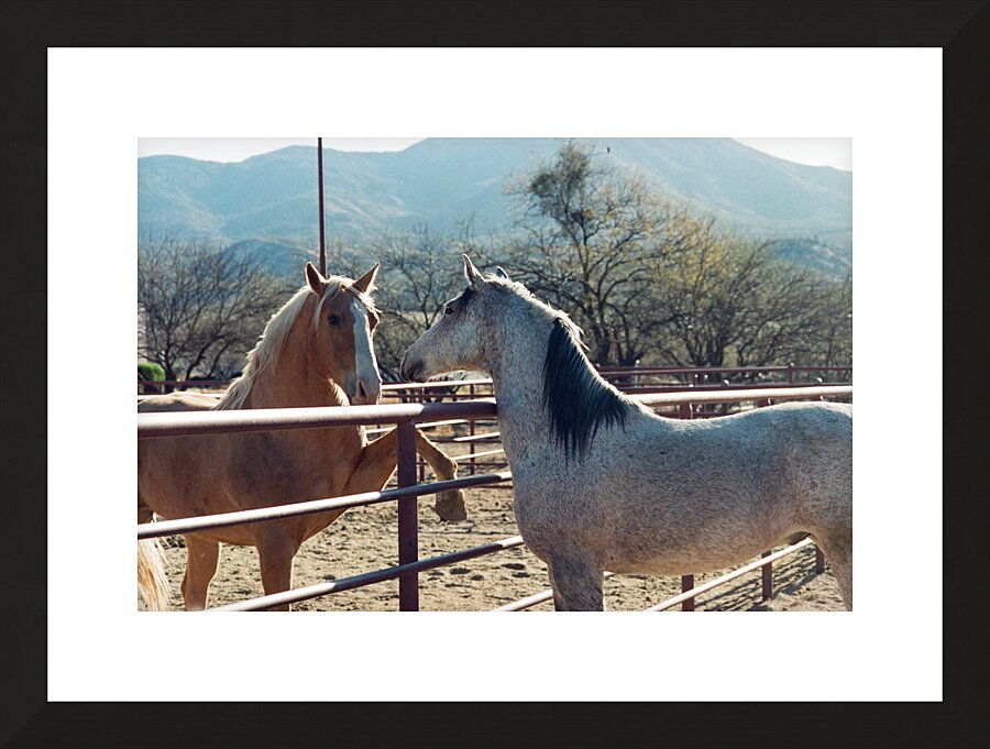 Horses connecting Picture Frame print