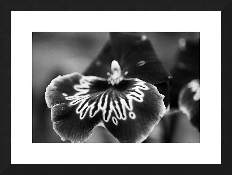 Black and White Orchid Series 21 Picture Frame print