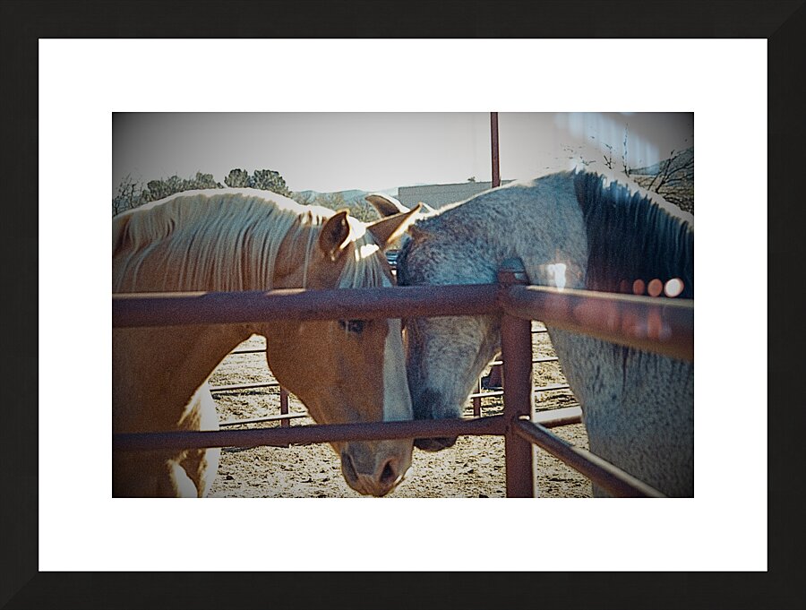 Horse Embrace  Picture Frame print