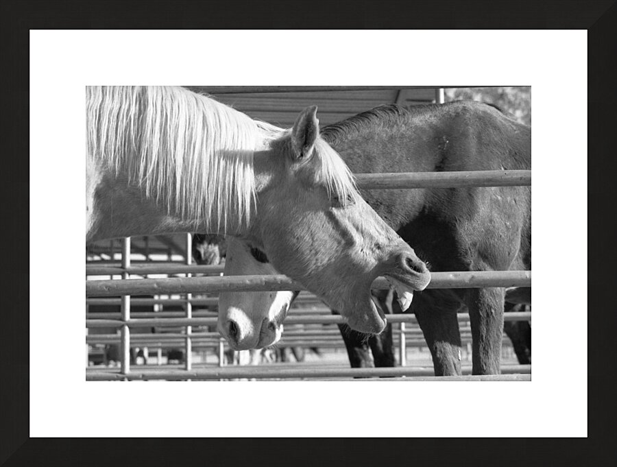 Horse Yawning Picture Frame print