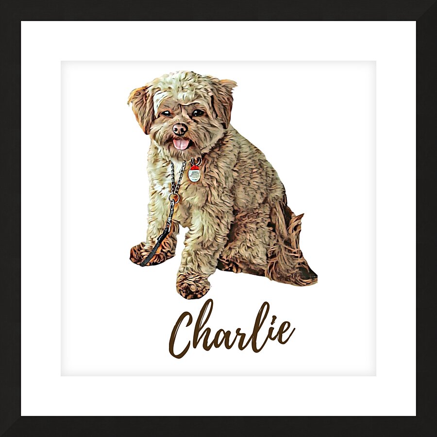 Charlie the Morkie Picture Frame print