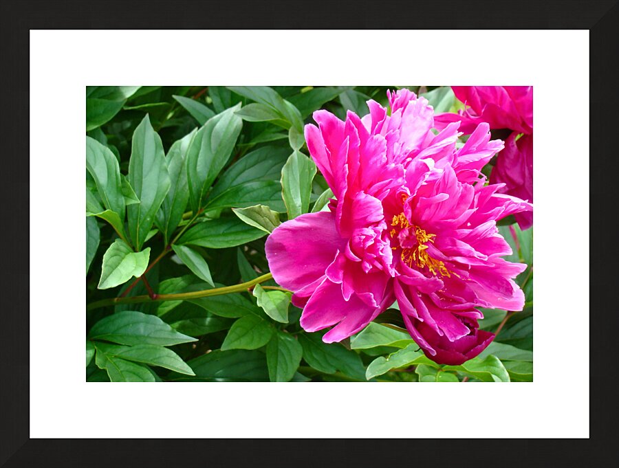 PInk Peony Picture Frame print