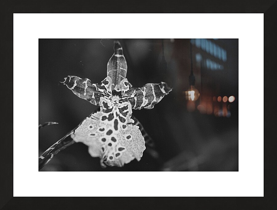 Clown Orchid Picture Frame print