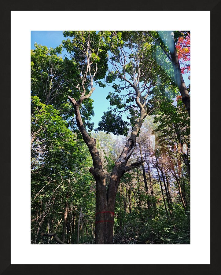Forest Through The Trees Picture Frame print