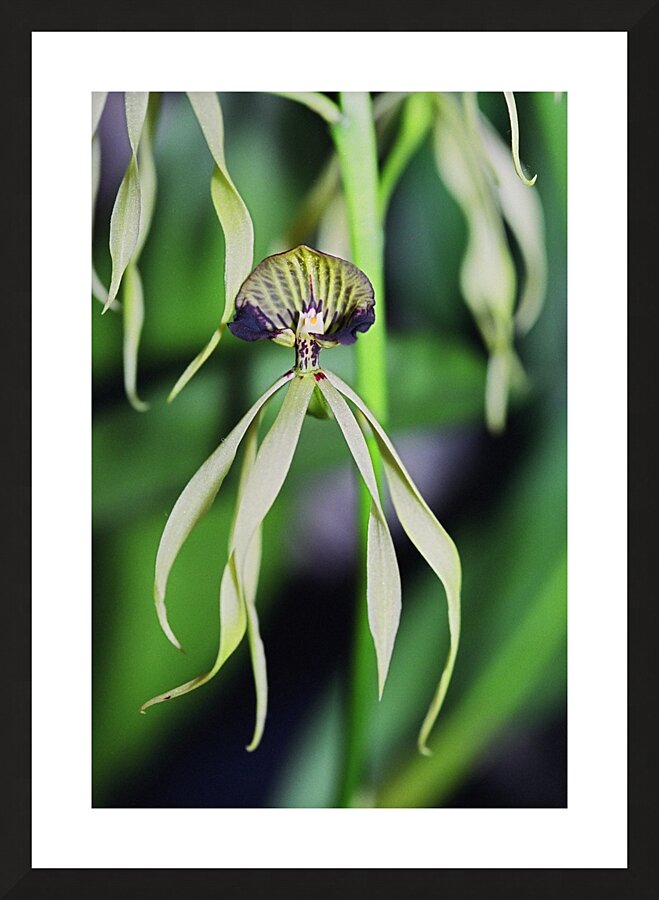 Dancing Orchid Picture Frame print