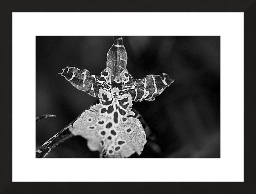 Spotted Orchid Picture Frame print