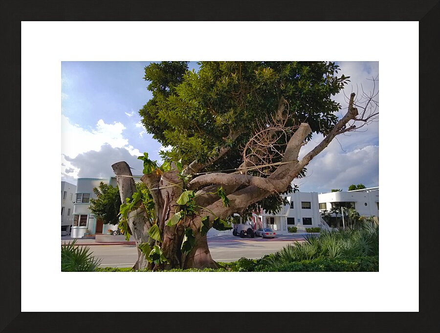 The Survivor Picture Frame print