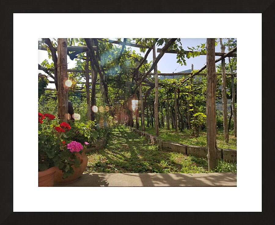 Amalfi vineyards Picture Frame print