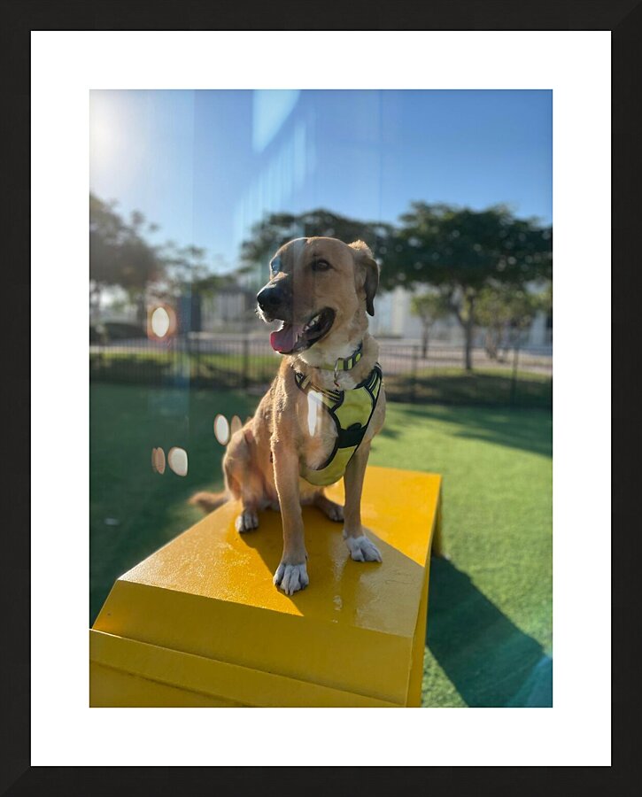 Rufus The Happy Dog Picture Frame print