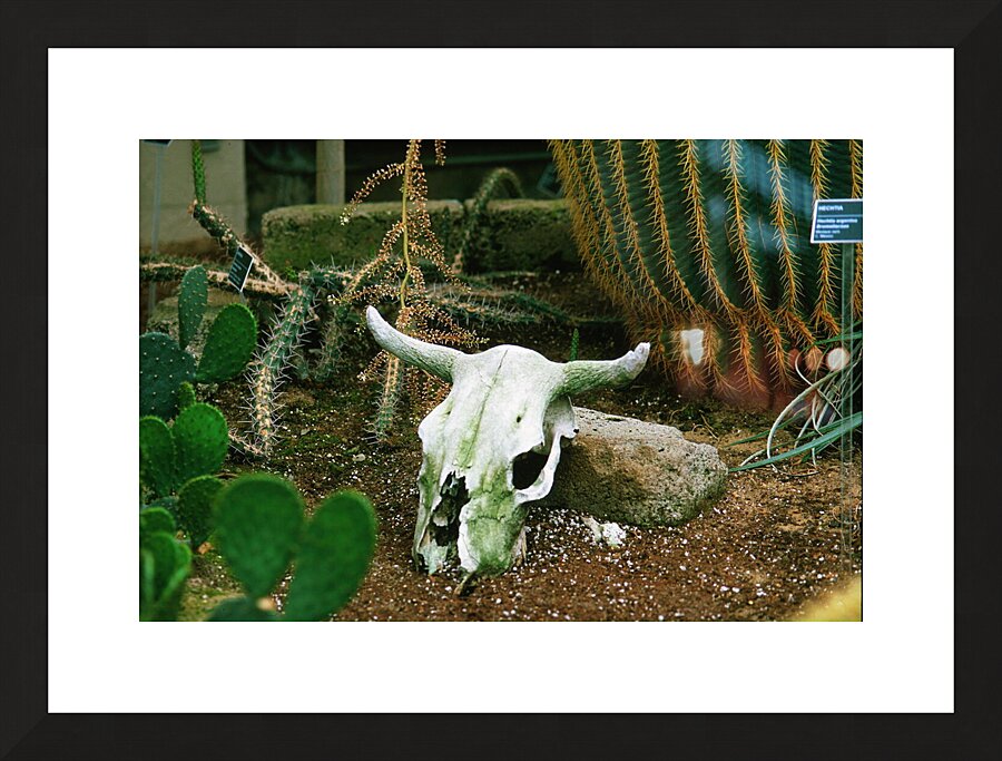 If Skeltons Could Talk Picture Frame print