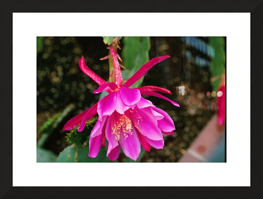 Fuschia Peony Burst Picture Frame print