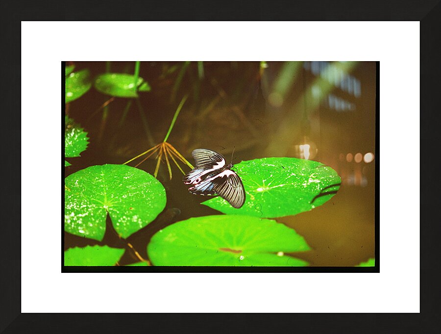 Butterfly Soars Picture Frame print