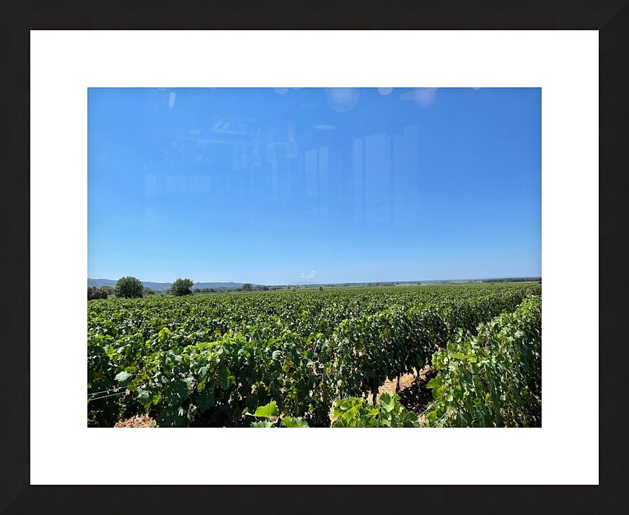 Tuscany Vineyards Cabernet Franc Picture Frame print