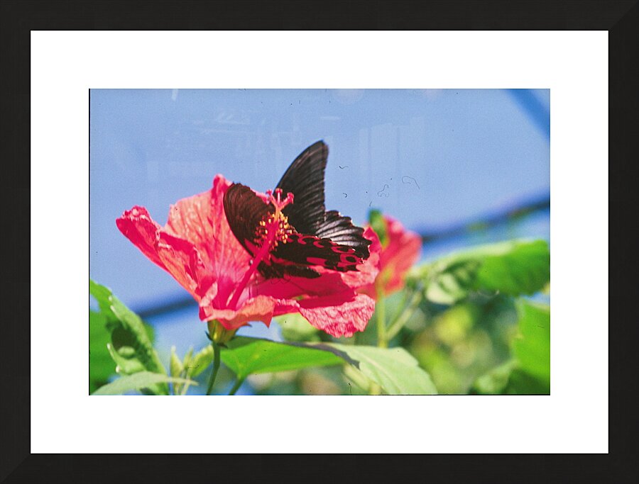 Butterflies Are Free  Picture Frame print