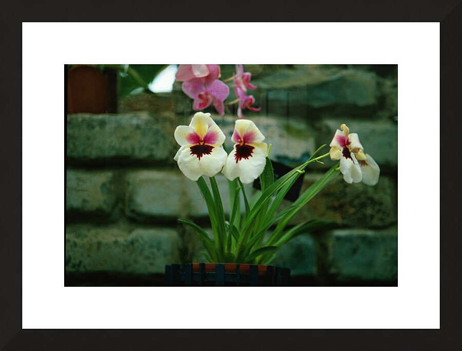 Twin Pansie Flowers Picture Frame print