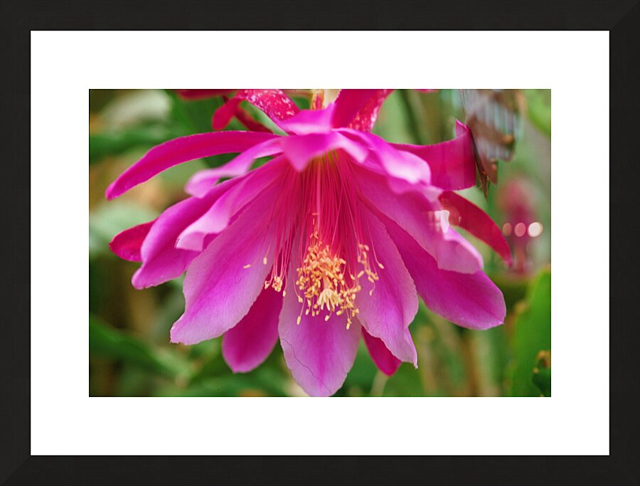 Fuschia Peony Flowering Picture Frame print