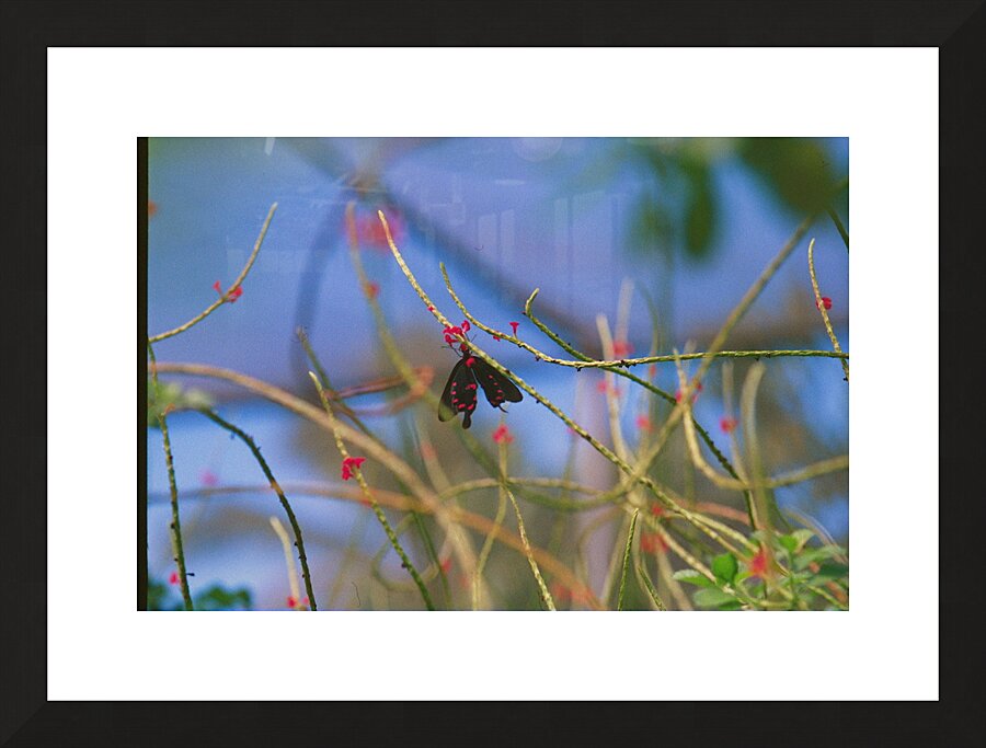 Butterfly Hanging Out Picture Frame print
