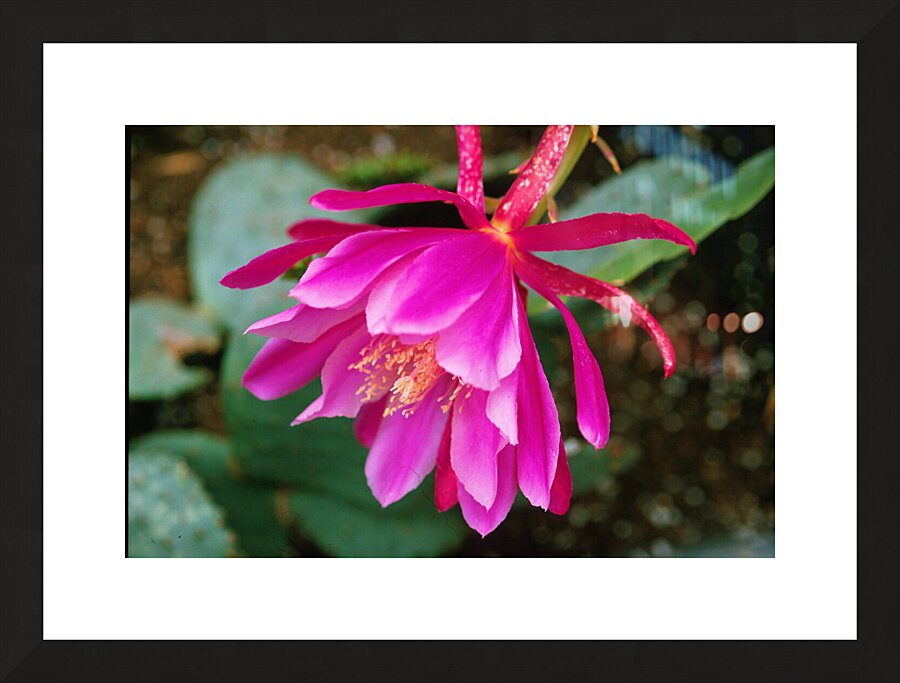 Fuschia Peony Side View Picture Frame print