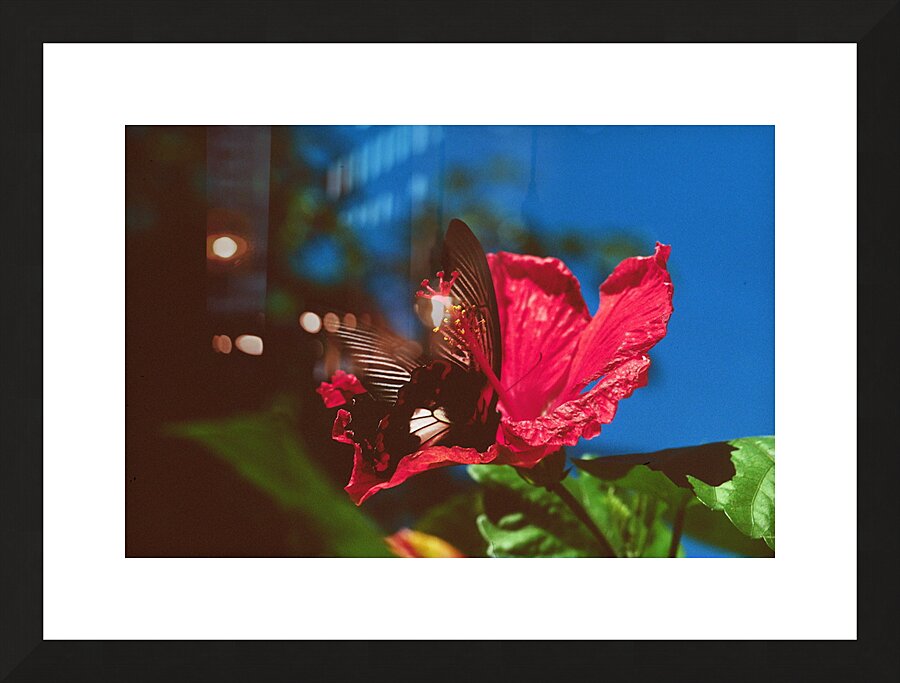 Black Butterfly Merge With The Red Flower Picture Frame print
