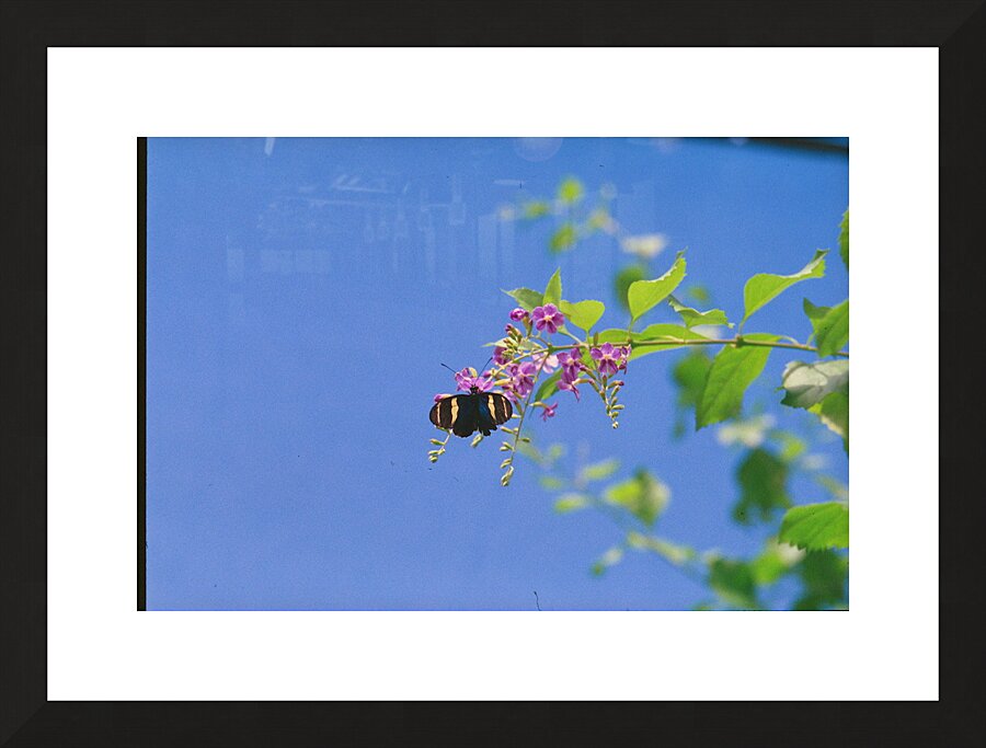 Black butterfly flower love Picture Frame print
