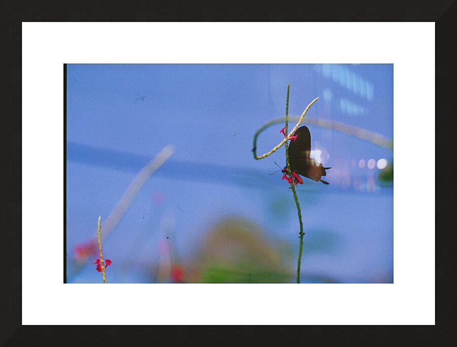 Black butterfly flower love Picture Frame print