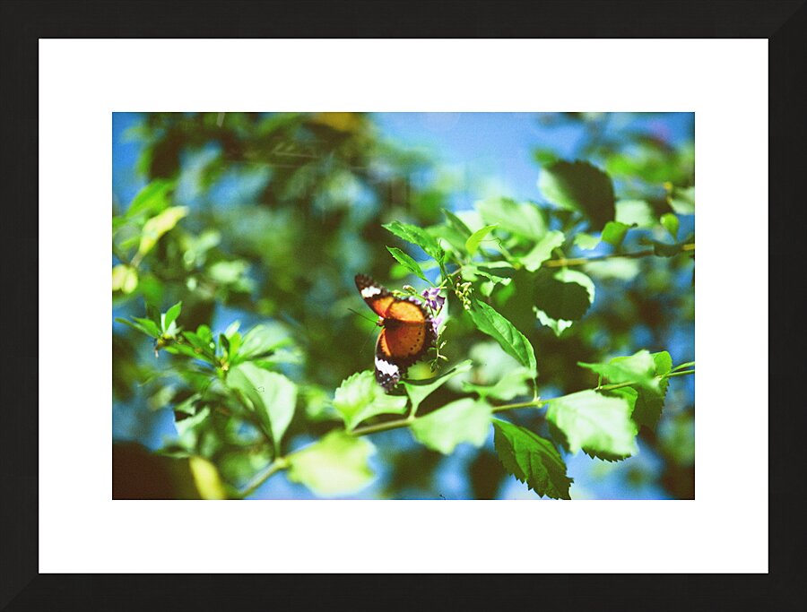 Monarch butterfly Picture Frame print