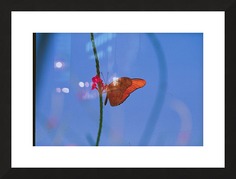 Butterfly and flower love Picture Frame print