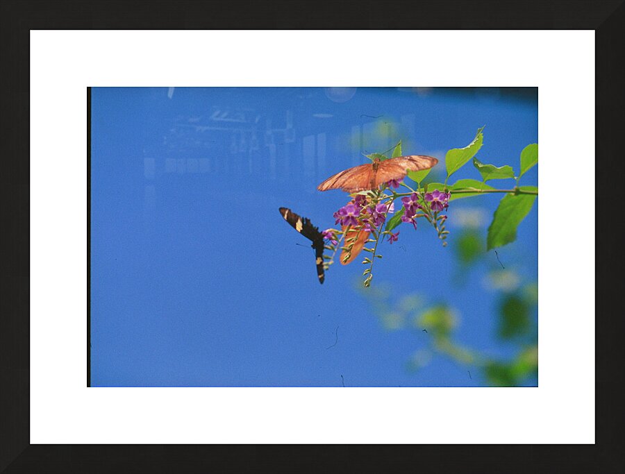 Butterflies at play Picture Frame print